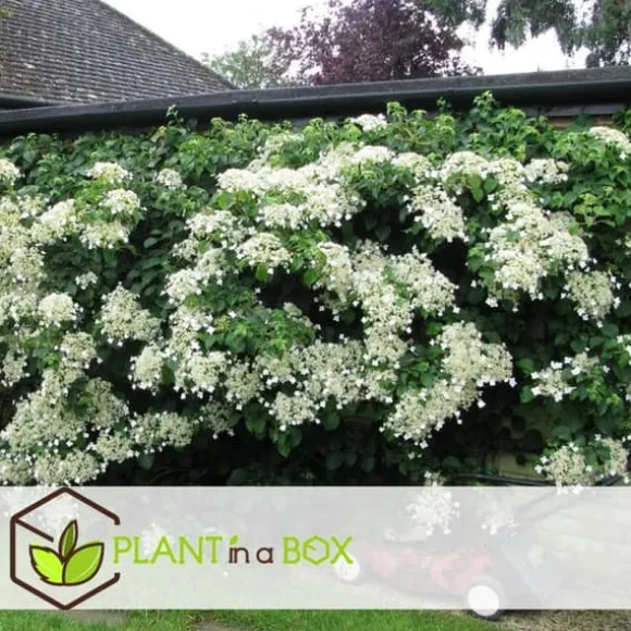 Klatrehortensia - Sæt 6 - Hydrangea anomale petiolaris - Højde 25-40cm - ⌀9cm