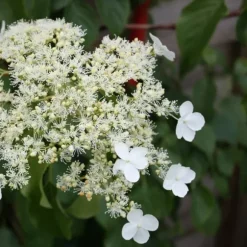 Klatrehortensia - Sæt 3 - Hydrangea anomale petiolaris - Højde 25-40cm - ⌀9cm