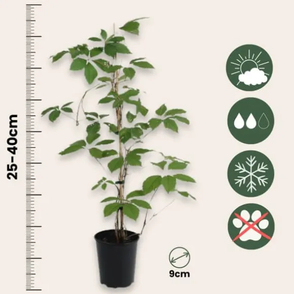 Klatrevildvin - Sæt med 6 - Parthenocissus quinquefolia - Højde 25-40cm - ⌀9cm