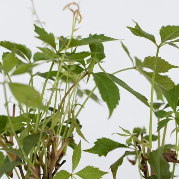 Klatrevildvin - Sæt med 6 - Parthenocissus quinquefolia - Højde 25-40cm - ⌀9cm
