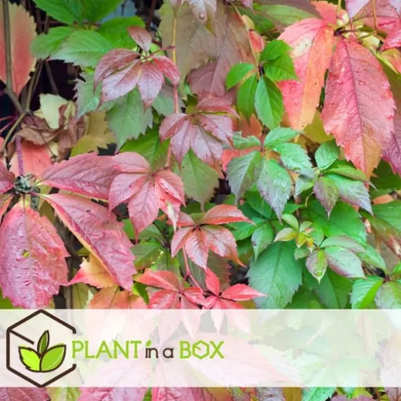 Klatrevildvin - Sæt med 6 - Parthenocissus quinquefolia - Højde 25-40cm - ⌀9cm