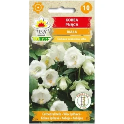 Klokkevin Alba frø - hurtigtvoksende klatreplante med cremehvide blomster
