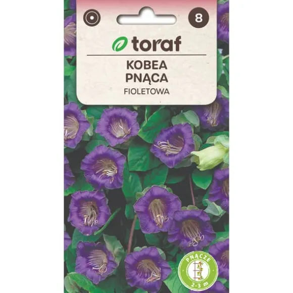 Klokkevin frø lilla - hurtigtvoksende klatreplante med store klokkeformede blomster