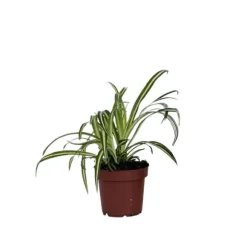 Klorofytum - Chlorophytum comosum 'Atlantic' - Højde 25-40cm - Pot 12cm