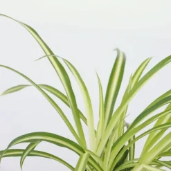 Klorofytum - Sæt med 3 - Chlorophytum comosum 'Atlantic' - Højde 25-40cm - ⌀12cm