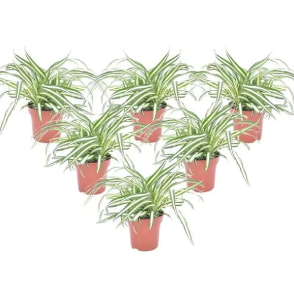 Klorofytum - Sæt med 6 - Chlorophytum comosum 'Atlantic' - Højde 25-40cm - ⌀12cm