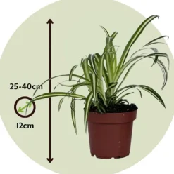Klorofytum - Sæt med 6 - Chlorophytum comosum 'Atlantic' - Højde 25-40cm - ⌀12cm