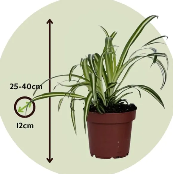 Klorofytum - Sæt med 6 - Chlorophytum comosum 'Atlantic' - Højde 25-40cm - ⌀12cm