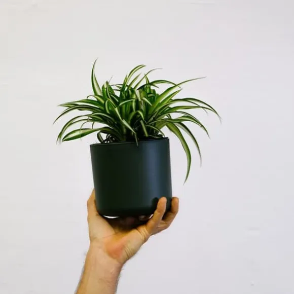 Klorofytum - Sæt med 6 - Chlorophytum comosum 'Atlantic' - Højde 25-40cm - ⌀12cm
