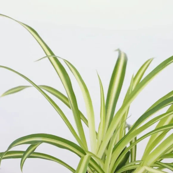 Klorofytum - Sæt med 6 - Chlorophytum comosum 'Atlantic' - Højde 25-40cm - ⌀12cm