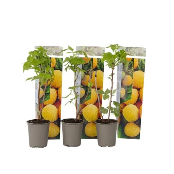 Kompakt sommerhindbær - Sæt 3 - Rubus idaeus 'Fallgold' - Højde 25-40cm - ⌀9cm
