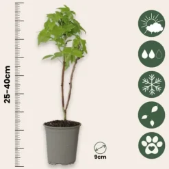 Kompakt sommerhindbær - Sæt 3 - Rubus idaeus 'Fallgold' - Højde 25-40cm - ⌀9cm