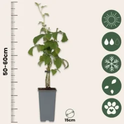 Kompakt sommerhindbær - Sæt med 4 - Rubus idaeus - Højde 50-60cm - ⌀15cm