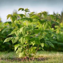 Kompakt sommerhindbær - Sæt med 4 - Rubus idaeus - Højde 50-60cm - ⌀15cm