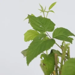 Kompakt sommerhindbær - Sæt med 4 - Rubus idaeus - Højde 50-60cm - ⌀15cm