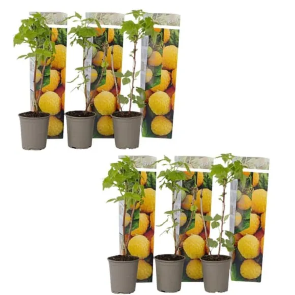 Kompakt sommerhindbær - Sæt 6 - Rubus idaeus 'Fallgold' - Højde 25-40cm - ⌀9cm