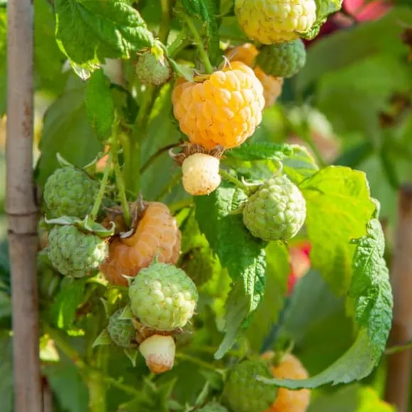 Kompakt sommerhindbær - Sæt 6 - Rubus idaeus 'Fallgold' - Højde 25-40cm - ⌀9cm