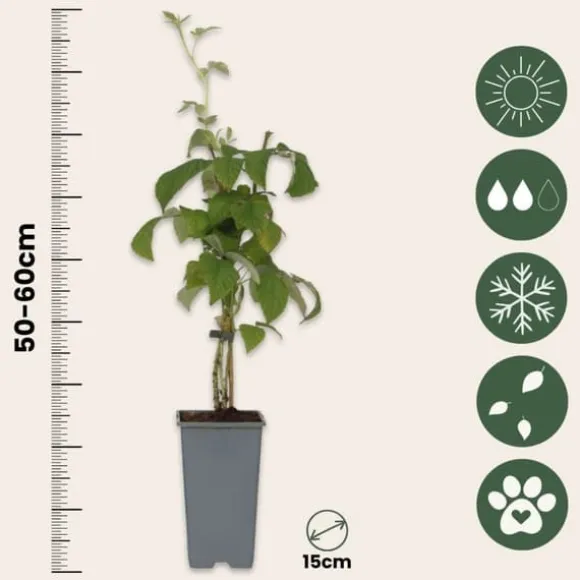 Kompakt sommerhindbær - Sæt med 2 - Rubus idaeus - Højde 50-60cm - ⌀15cm