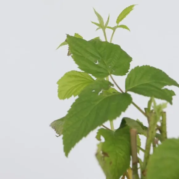 Kompakt sommerhindbær - Sæt med 2 - Rubus idaeus - Højde 50-60cm - ⌀15cm