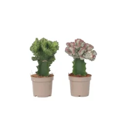 Koralkaktus - Sæt med 2 - Euphorbia 'Lactea' - Højde 25-30cm - ⌀12cm