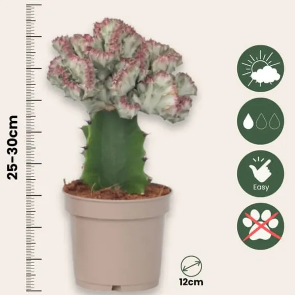 Koralkaktus - Sæt med 2 - Euphorbia 'Lactea' - Højde 25-30cm - ⌀12cm
