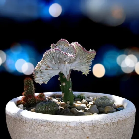 Koralkaktus - Sæt med 2 - Euphorbia 'Lactea' - Højde 25-30cm - ⌀12cm
