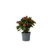 Kristi tornekrone - Euphorbia 'Milii' - Højde 25-35cm - ⌀13cm