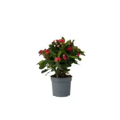 Kristi tornekrone - Euphorbia 'Milii' - Højde 25-35cm - ⌀13cm