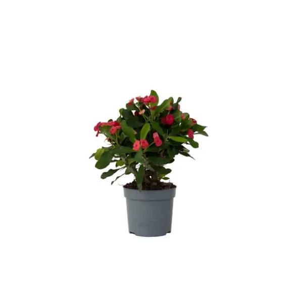 Kristi tornekrone - Euphorbia 'Milii' - Højde 25-35cm - ⌀13cm