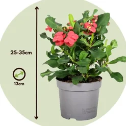 Kristi tornekrone - Euphorbia 'Milii' - Højde 25-35cm - ⌀13cm