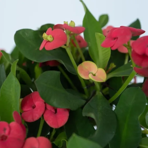 Kristi tornekrone - Euphorbia 'Milii' - Højde 25-35cm - ⌀13cm
