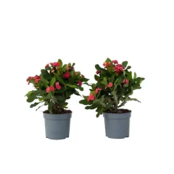 Kristi tornekrone - Sæt med 2 - Euphorbia 'Milii' - Højde 25-35cm - ⌀13cm