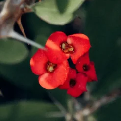 Kristi tornekrone - Sæt med 2 - Euphorbia 'Milii' - Højde 25-35cm - ⌀13cm