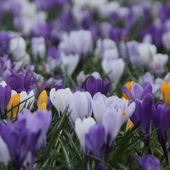Krokusløg - Sæt med 30 - Crocus 'Large Flowering Mix' - Blomsterløg - Flerfarvet