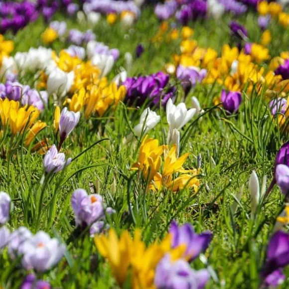Krokusløg - Sæt med 30 - Crocus 'Large Flowering Mix' - Blomsterløg - Flerfarvet