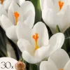 Krokusløg - Sæt med 30 - Crocus 'White' - Blomsterløg - Hvid