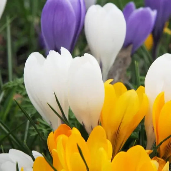 Krokusløg - Sæt med 70 - Farverige forårsblomster til haven