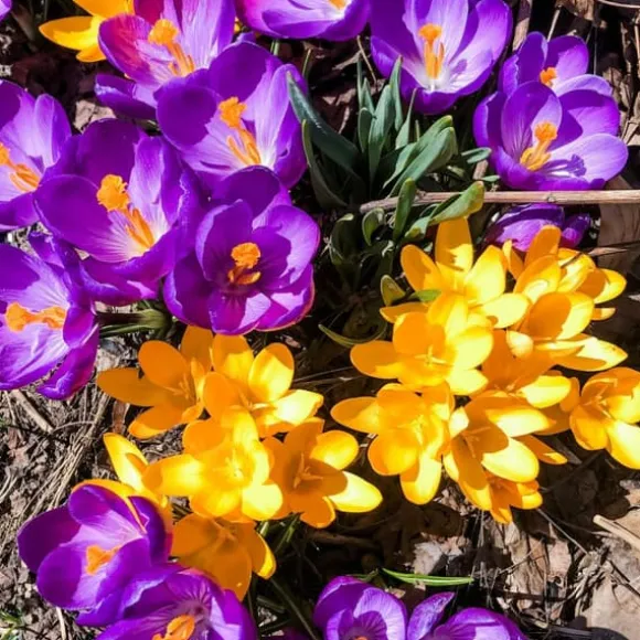Krokusløg - Sæt med 70 - Farverige forårsblomster til haven