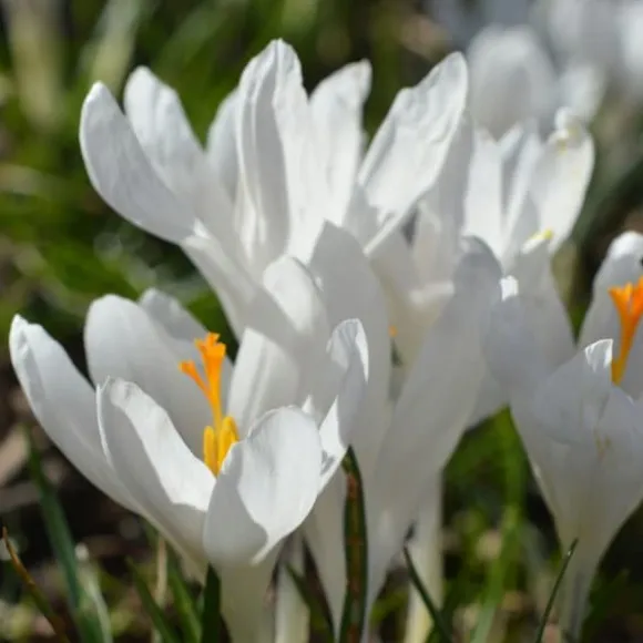 Krokusløg - Sæt med 70 - Farverige forårsblomster til haven