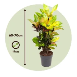 Kroton - Codiaeum variegatum 'Mrs. Iceton' - Højde 60-70cm - ⌀19cm
