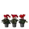Krukkeviol - Sæt 6 - Cyclamen persicum 'Winfall Scarlet' - Højde 10-20cm - ⌀9cm