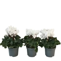 Krukkeviol - Sæt med 3 - Cyclamen persicum 'Metis White' - Højde 10-20cm - ⌀9cm