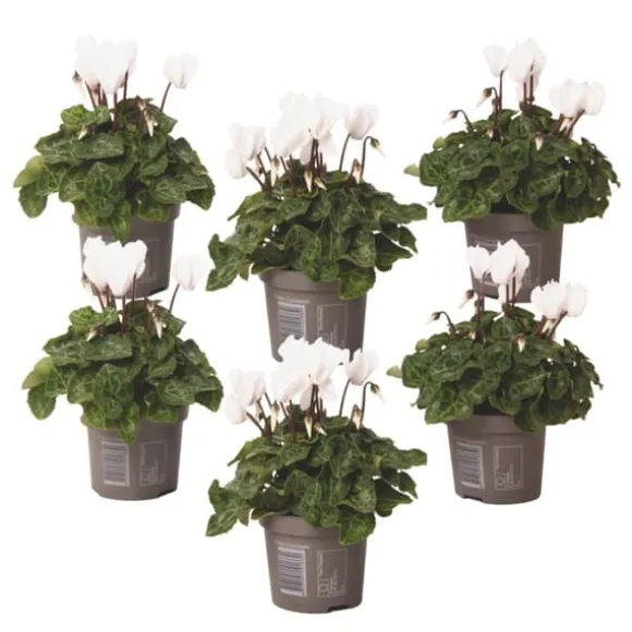 Krukkeviol - Sæt med 6 - Cyclamen persicum 'Metis White' - Højde 10-20cm - ⌀9cm