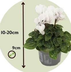 Krukkeviol - Sæt med 6 - Cyclamen persicum 'Metis White' - Højde 10-20cm - ⌀9cm