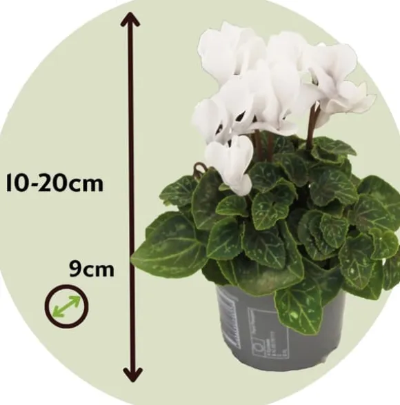 Krukkeviol - Sæt med 6 - Cyclamen persicum 'Metis White' - Højde 10-20cm - ⌀9cm
