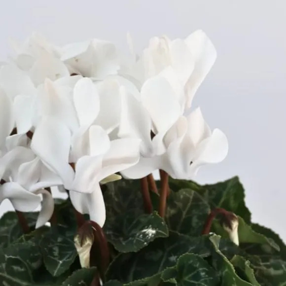 Krukkeviol - Sæt med 6 - Cyclamen persicum 'Metis White' - Højde 10-20cm - ⌀9cm