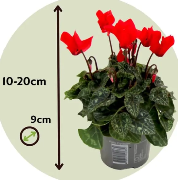 Krukkeviol - Sæt med 6 - Cyclamen persicum - Højde 10-20cm - ⌀9cm
