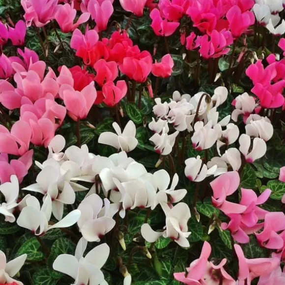 Krukkeviol - Sæt med 6 - Cyclamen persicum - Højde 10-20cm - ⌀9cm