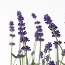Lavendel - Sæt med 12 - Lavandula angustifolia - Højde 10-15cm - ⌀11cm