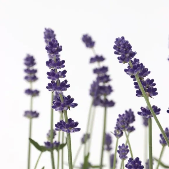 Lavendel - Sæt med 12 - Lavandula angustifolia - Højde 10-15cm - ⌀11cm